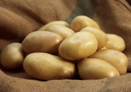 Mona Lisa Potato (solanum tuberosum)