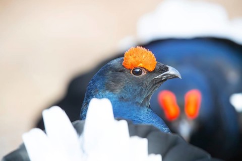 Black Grouse (Tetrao tetrix) Male, Sweden, Europe