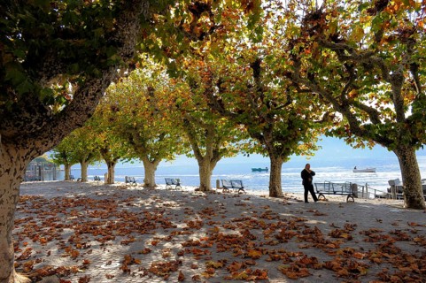 Switzerland, Lake Maggiore, Ticino, Ascona, plane trees in autumn, avenue, Europe