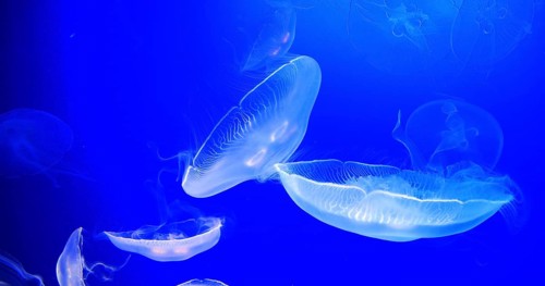 Common Jellyfish or Moon Jellyfish, urelia aurita, Group Swimming