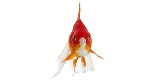 Ryukin Goldfish (carassius auratus), Adult Against White Background