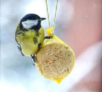 Great tit (Parus major), feeding on a fat ball, bird feeding station, Wisamr, Mecklenburg-Western