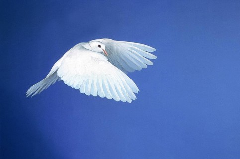 WHITE DOVE FLYING, SYMBOLIC IMAGE FOR PEACE
