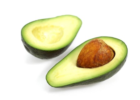 AVOCADO persea gratissima against white background
