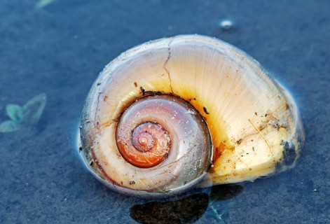 Apple Snail (Pomacea canaliculata), Florida, USA, snail shell, North America