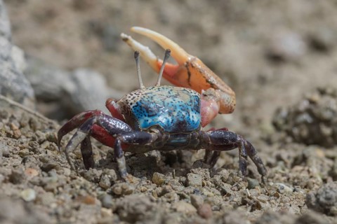 Fiddler crab, Seychelles Islands (Uca chlorophthalmus)