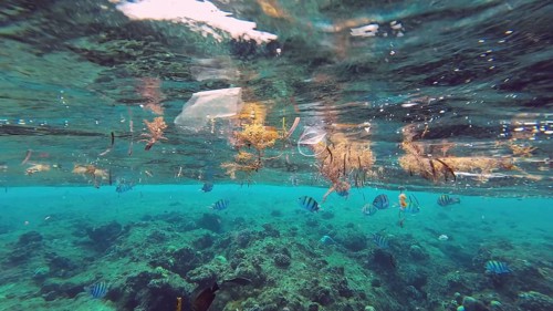 Plastic debris drifts along with scraps of algae on surface of water above the coral reef, tropical