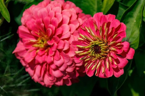 Two red flowers in close-up, blooming lush and colourful, bad zwischenahn, Lower Saxony, Germany,