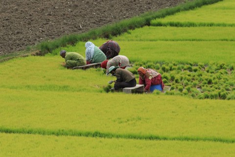 Farm workers are diligently planting in the lush green paddy fields, Farming, Anantnag, Jammu and