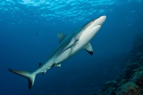 Grey reef shark, Carcharhinus amblyrhynchos, Beqa Lagoon, Viti Levu, Fiji, Oceania