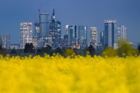 The lights of Frankfurt's banking skyline glow in the evening behind a blossoming rape field,