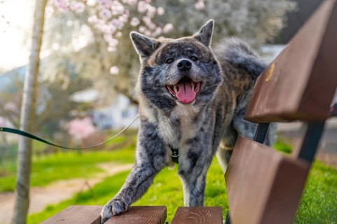 Akita inu with gray fur touching bench in the park during summertime, smiling at camera, horizontal