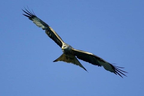 Red Kite (Milvus milvus), also Red Kite or Forked Harrier in flight, flying, also red Kite or fork