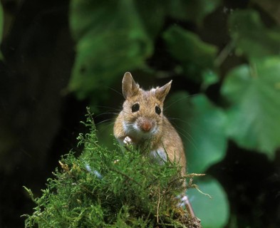 Yellow Necked Mouse (apodemus flavicollis), Adult standing on Moss
