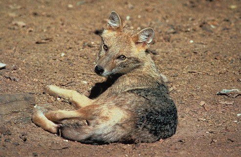 Golden Jackal (canis aureus) or Common Jackal