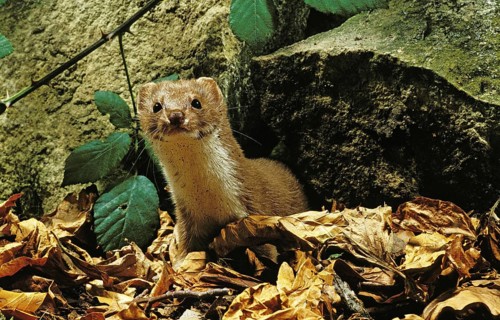 Weasel (mustela nivalis), Adult standing on Fallen Leaves, Normandy