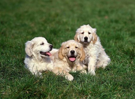 Golden Retriever Dog, Puppies standing on Grass
