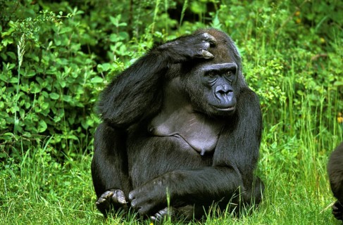 Eastern Lowland Gorille (gorilla gorilla) grauer, Female sitting on Grass