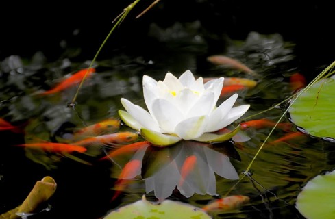 European white waterlilies (Nymphaea alba) in the pond, White water lily, Pond with goldfish
