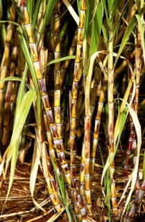 Sugar cane field, Hawaii