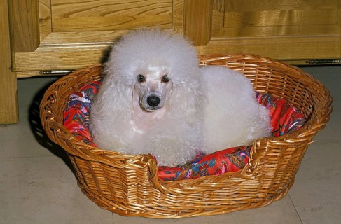 White dwarf poodle, dog lying in its basket