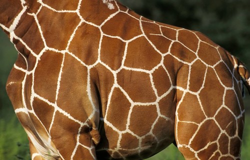 Reticulated Giraffe (giraffa camelopardalis reticulata), Close up of Skin, Samburu Park in Kenya