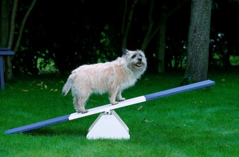 Cairn Terrier on seesaw, agility, cairn terrier on seesaw, outside, outdoor, sideways, side