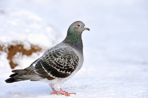 Feral domestic pigeon, North Rhine-Westphalia, Germany, lateral, Europe