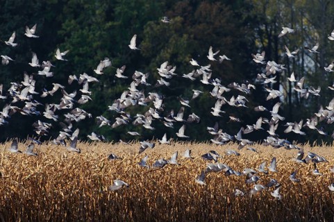 Common wood pigeons (Columba palumbus) Germany