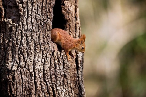 Red Squirrel (sciurus vulgaris), Adult at Nest Entrance, Normandy