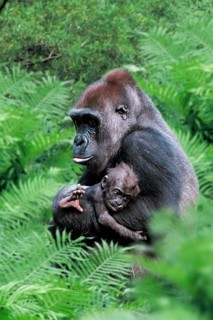 Western Gorilla, female with young (Gorilla gorilla gorilla)