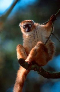 Blue-eyed lemur, female (Eulemur macaco flavifrons)