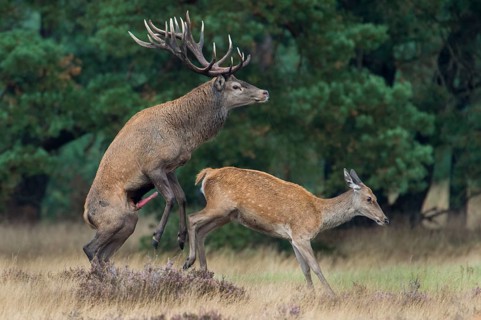 Red deer (Cervus elaphus) couple, copulating, Hooge Veluve National Park, Netherlands