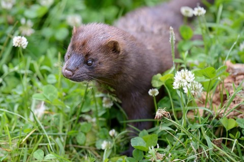 Mink