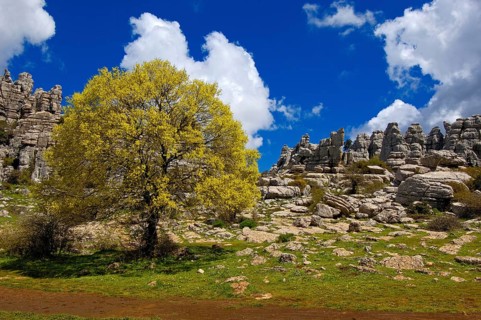 Jurassic limestones, El Torcal de Antequera Natural Park, Malaga Province, Andalusia, Spain, Europe