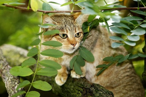 AFRICAN WILDCAT (felis silvestris lybica), ADULT STANDING ON BRANCH