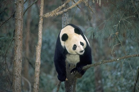 Giant Panda (ailuropoda melanoleuca), Wolong Reserve in China
