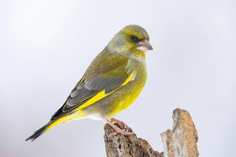 Greenfinch (Carduelis chöloris) Germany