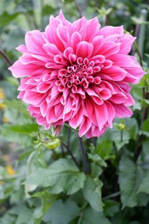 Dahlia 'Emory Paul' (Dahlia hybrida)