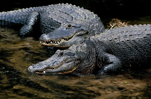 American Alligator, alligator mississipiensis