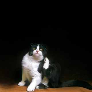 Scottish Fold Domestic Cat Scratching