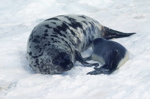 HOODED SEAL (cystophora cristata), MOTHER WITH PUP SUCKLING ON ICE FIELD, MAGDALENA ISLAND IN