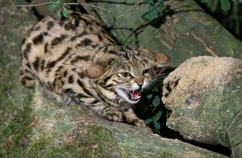 Black-footed cat (felis nigripes), adult growling on branch