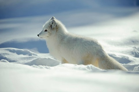 Arctic fox , Arctic fox (Alopex lagopus) (Vulpes lagopus) Arctic, lateral