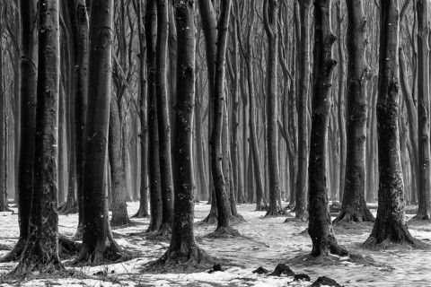 Beech forest, Ghost Forest Nienhagen, Mecklenburg-Vorpommern, Germany, Europe