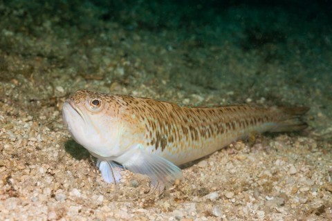 Greater Weever (Trachinus draco), Istria, Adriatic Sea, Croatia, Europe
