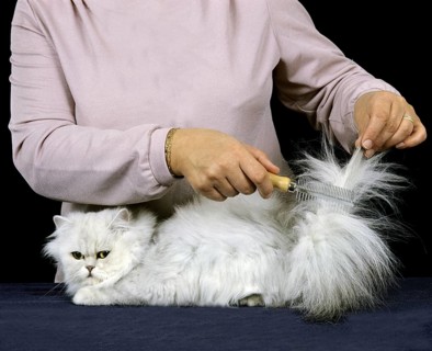 Woman with White Persian Domestic Cat