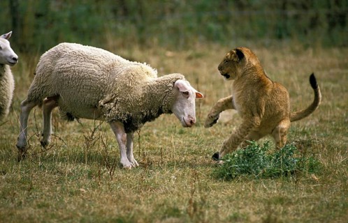African lion (panthera leo), young with sheep