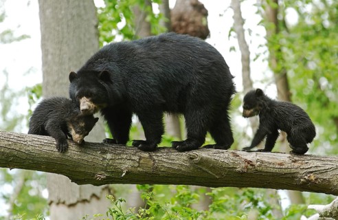 Spectacled bear (tremarctos ornatus), female with young