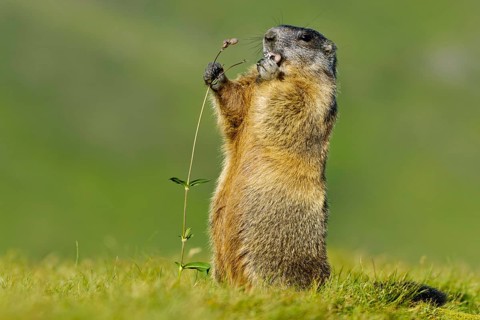 Alpine Marmot (Marmota marmota) Alpine Marmot, Hohe Tauern National Park, Heiligenblut, Austria,